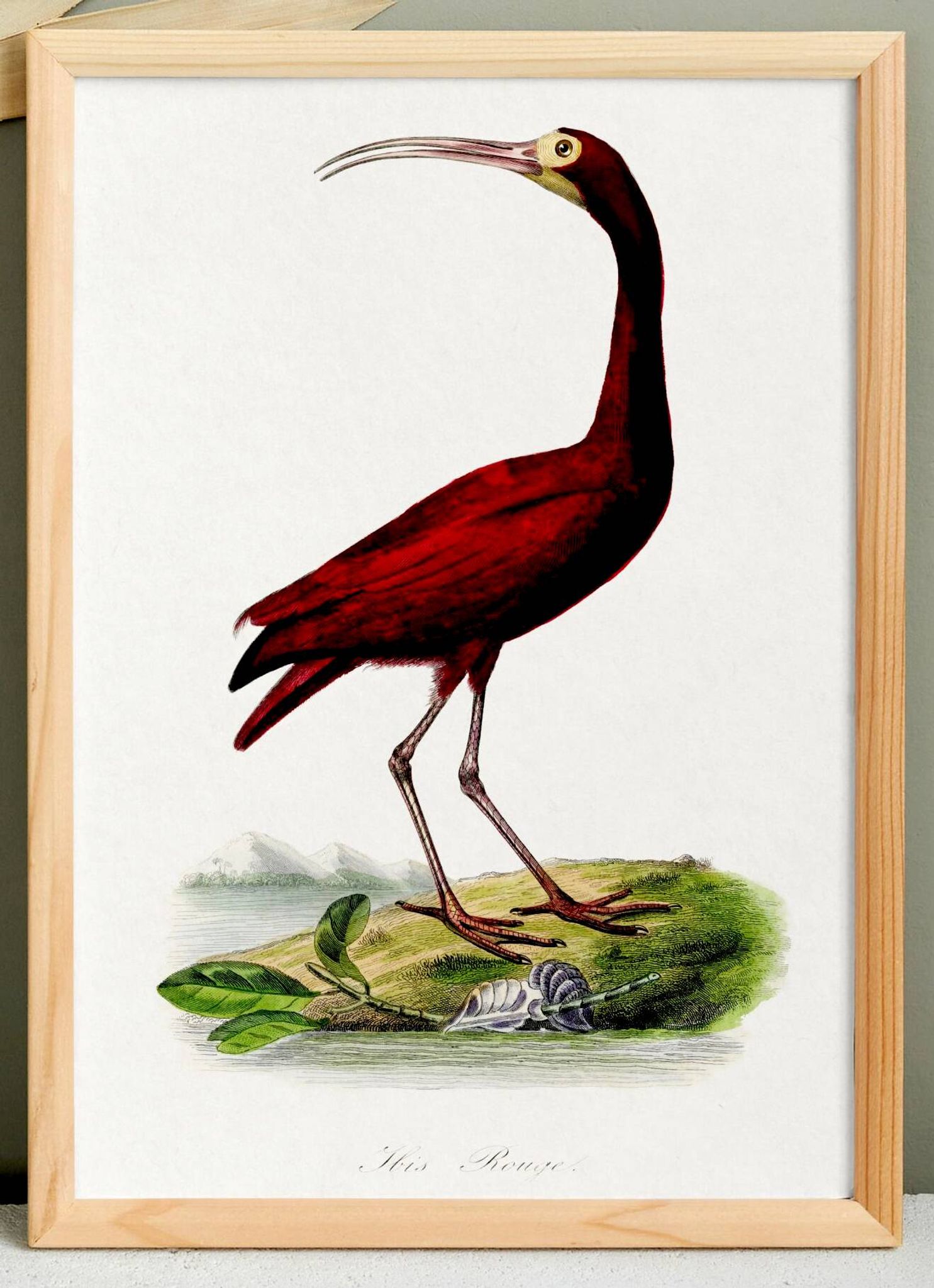 Affiche sur l'ibis écarlate, d'après une gravure ancienne de 1842.
