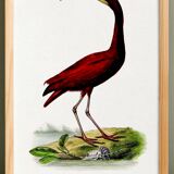 Poster about the scarlet ibis, based on an old engraving from 1842.