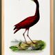 Poster about the scarlet ibis, based on an old engraving from 1842.