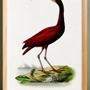 Affiche sur l'ibis écarlate, d'après une gravure ancienne de 1842.