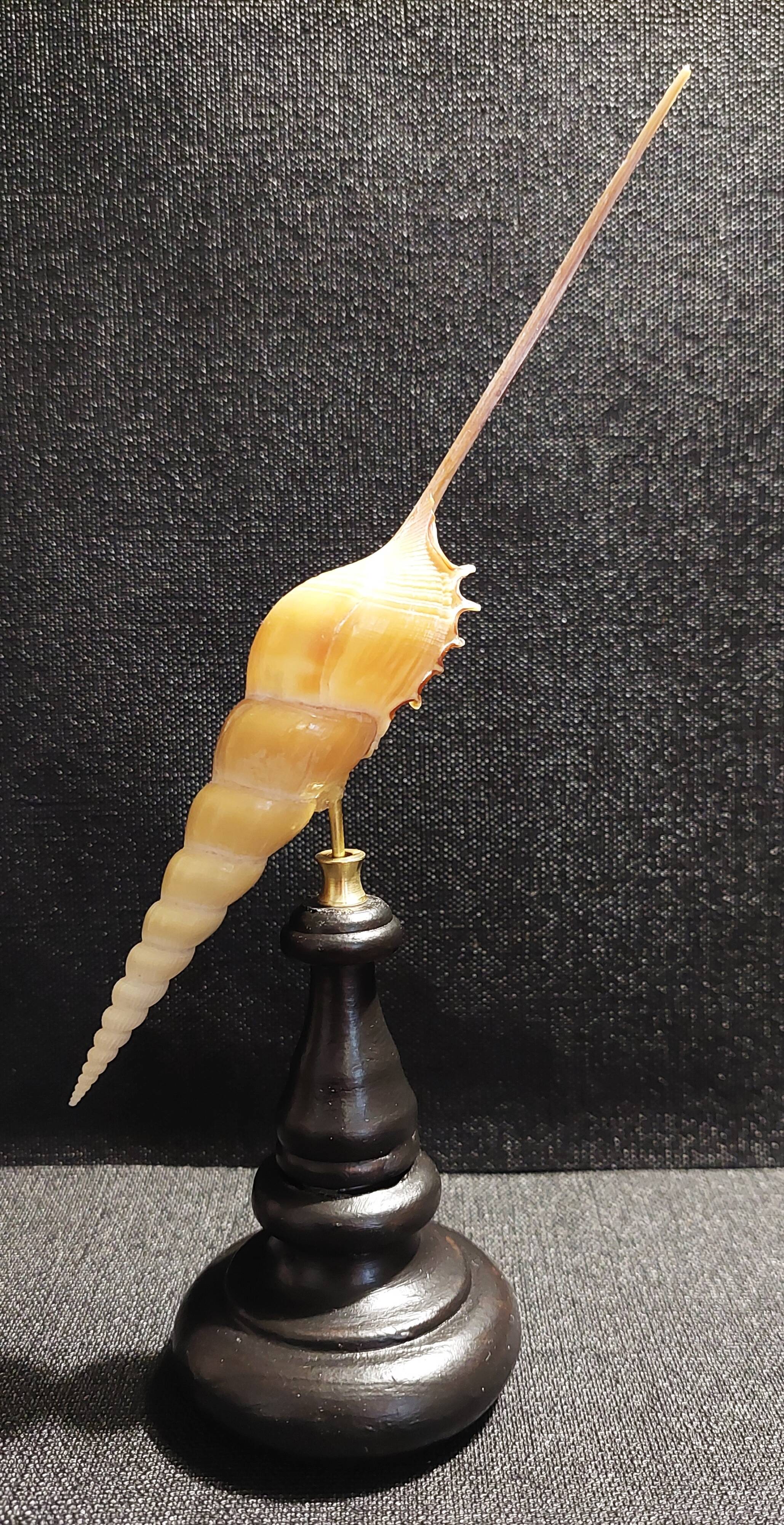 Cabinet of Curiosities tibia fusus shell on base