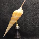 Cabinet of Curiosities tibia fusus shell on base
