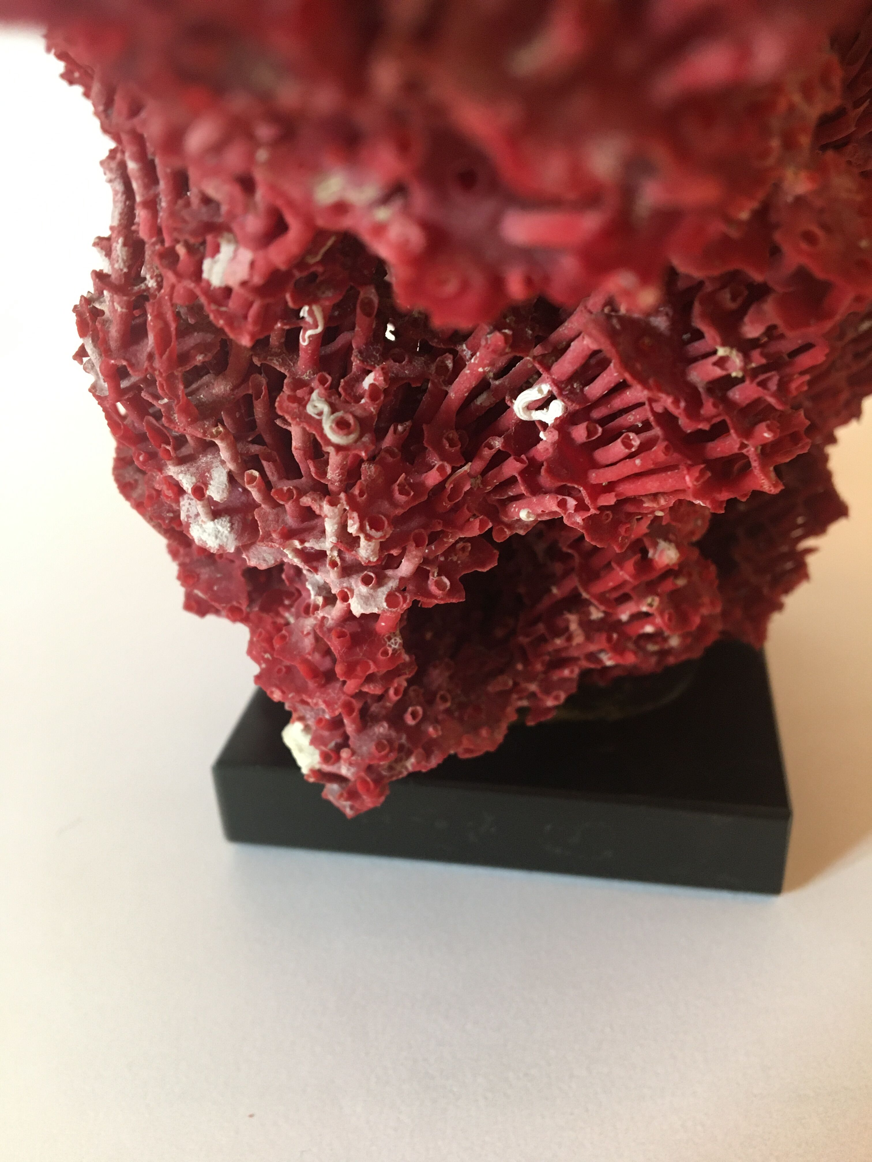 Corail rouge Tubipora Musica, années 70