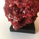Corail rouge Tubipora Musica, années 70