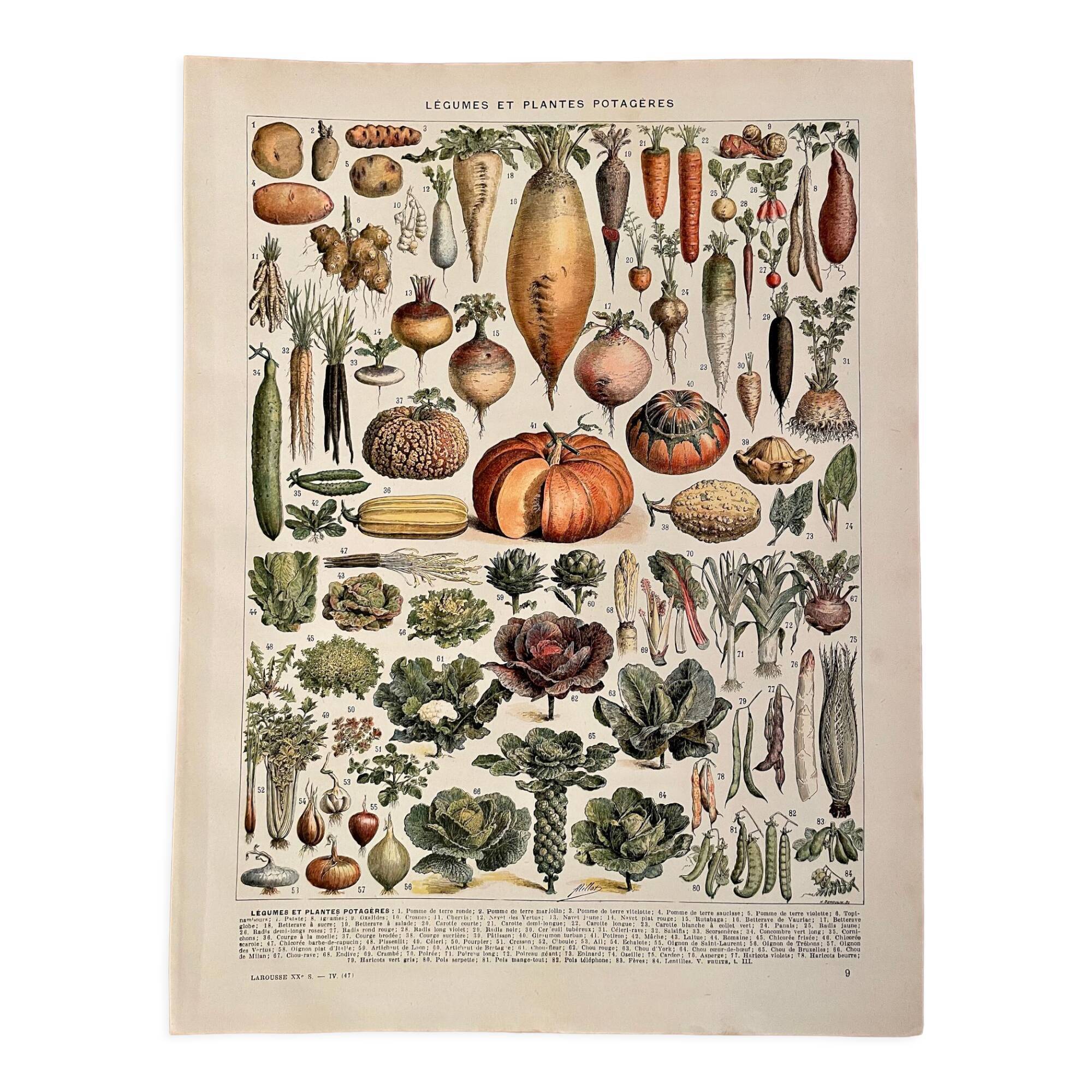 Lithographie sur les légumes et plantes potagères - 1920