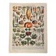 Lithographie sur les légumes et plantes potagères - 1920