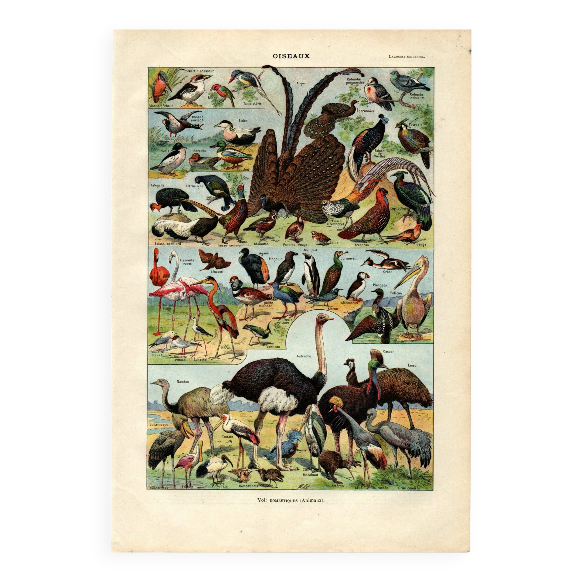 Gravure ancienne 1923 - Oiseaux par A. Millot. Planche flamand