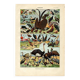 Gravure ancienne 1923 - Oiseaux par A. Millot. Planche flamand