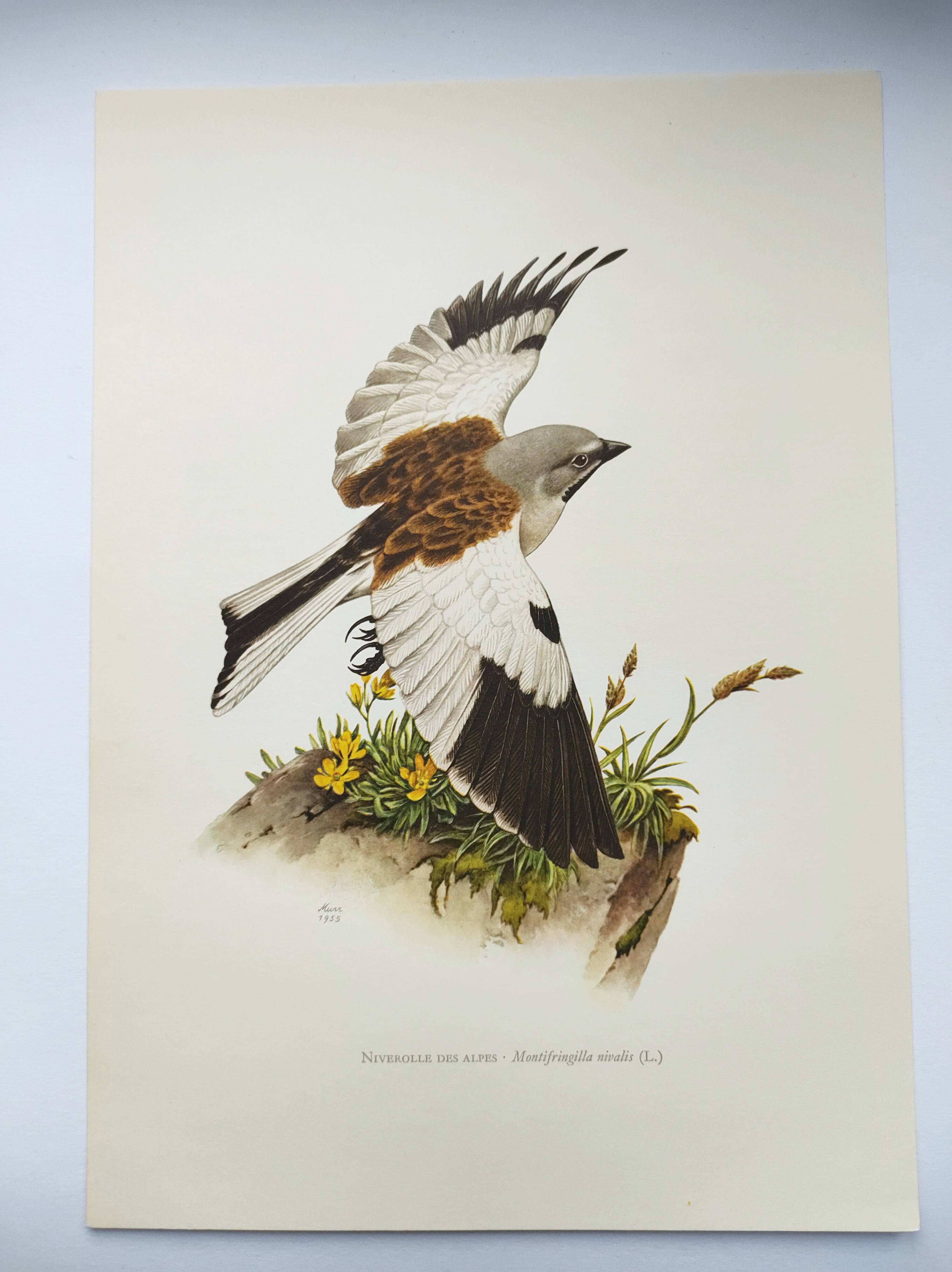 Vintage bird plate from the 1960s - Niverolle des Alpes - Zoological and ornithological illustration