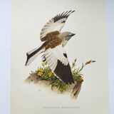 Vintage bird plate from the 1960s - Niverolle des Alpes - Zoological and ornithological illustration