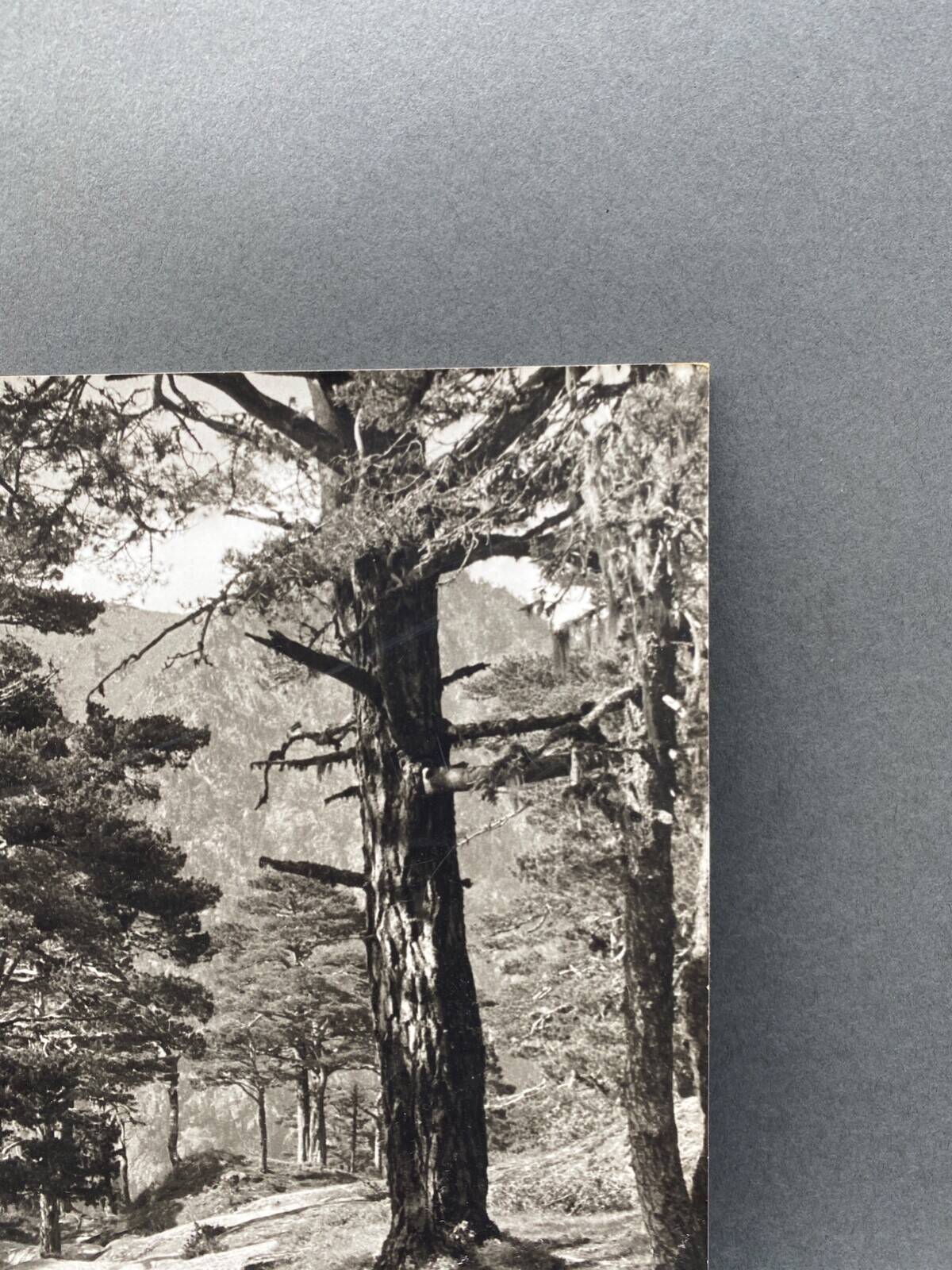 Silver gelatin photograph by Bernard Darot, Undergrowth, 20th century