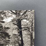 Silver gelatin photograph by Bernard Darot, Undergrowth, 20th century