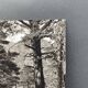 Silver gelatin photograph by Bernard Darot, Undergrowth, 20th century