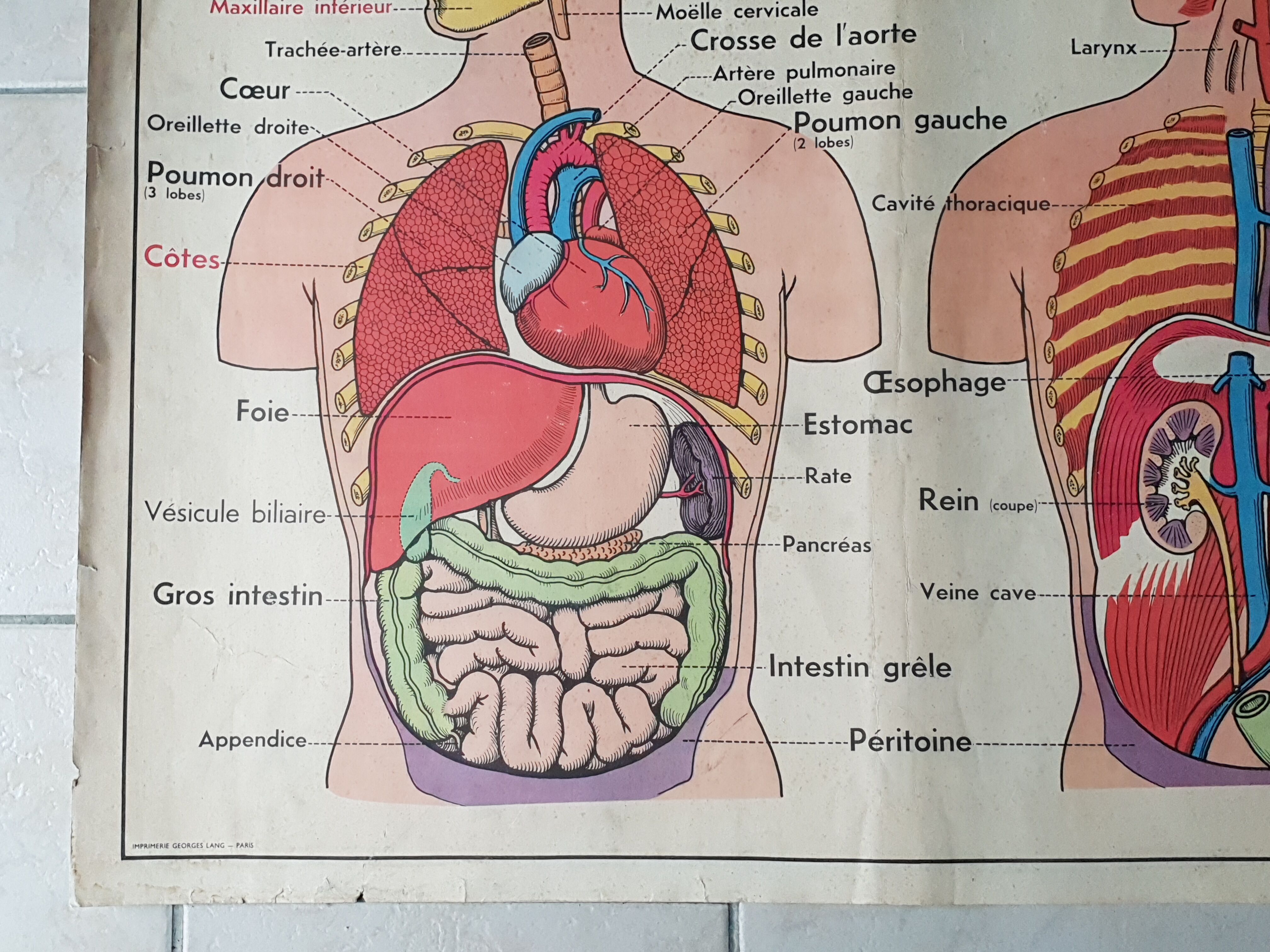 Poster school -  our muscles and human body