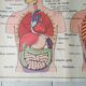 Poster school -  our muscles and human body