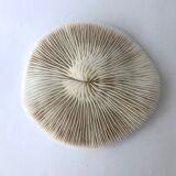 White Coral Fungia Scutaria