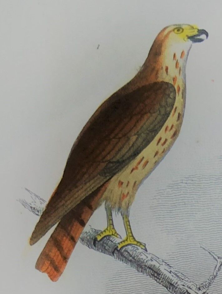 Original ornithological plate "Harrier - Subbuse - &c..." Buffon 1836