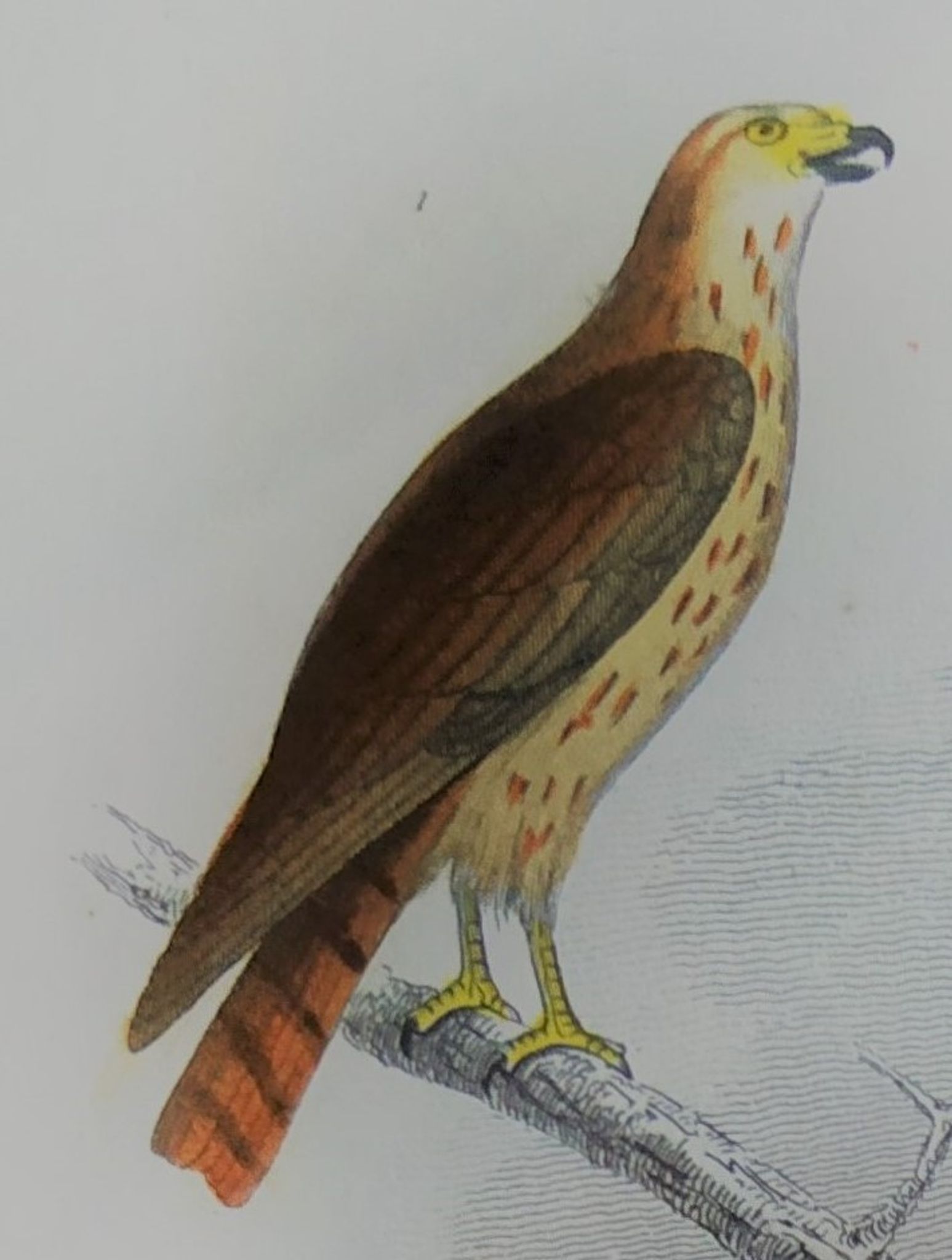 Planche ornithologique originale " Busard - Soubuse - &c... " Buffon 1836