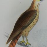Planche ornithologique originale " Busard - Soubuse - &c... " Buffon 1836