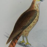 Planche ornithologique originale " Busard - Soubuse - &c... " Buffon 1836