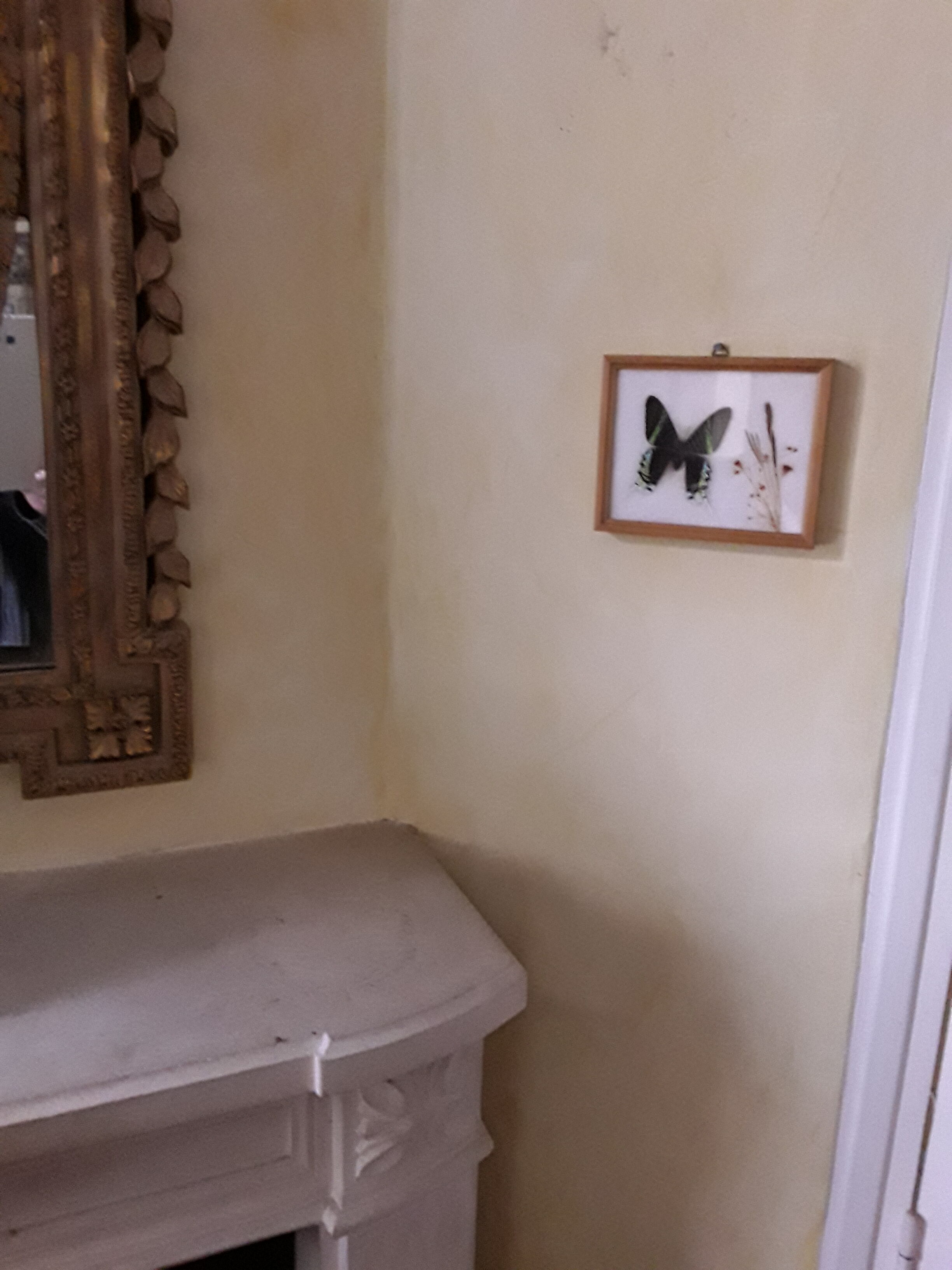 Framed Butterfly Urania-Leilus