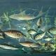 Congolese School Aquatic fauna Oil on canvas signed