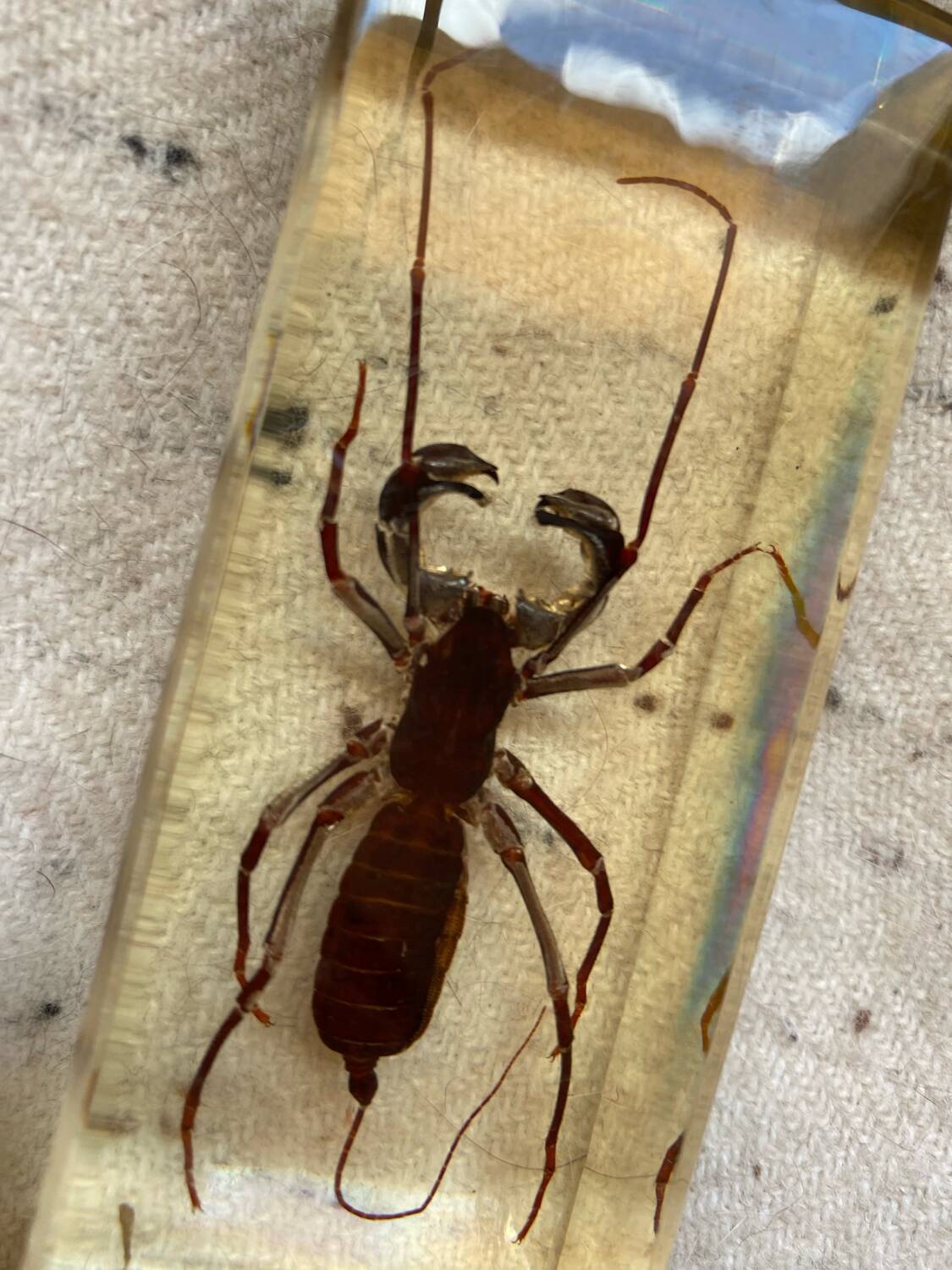 Resin inclusion insect - the staghorn uropyge.