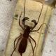 Resin inclusion insect - the staghorn uropyge.
