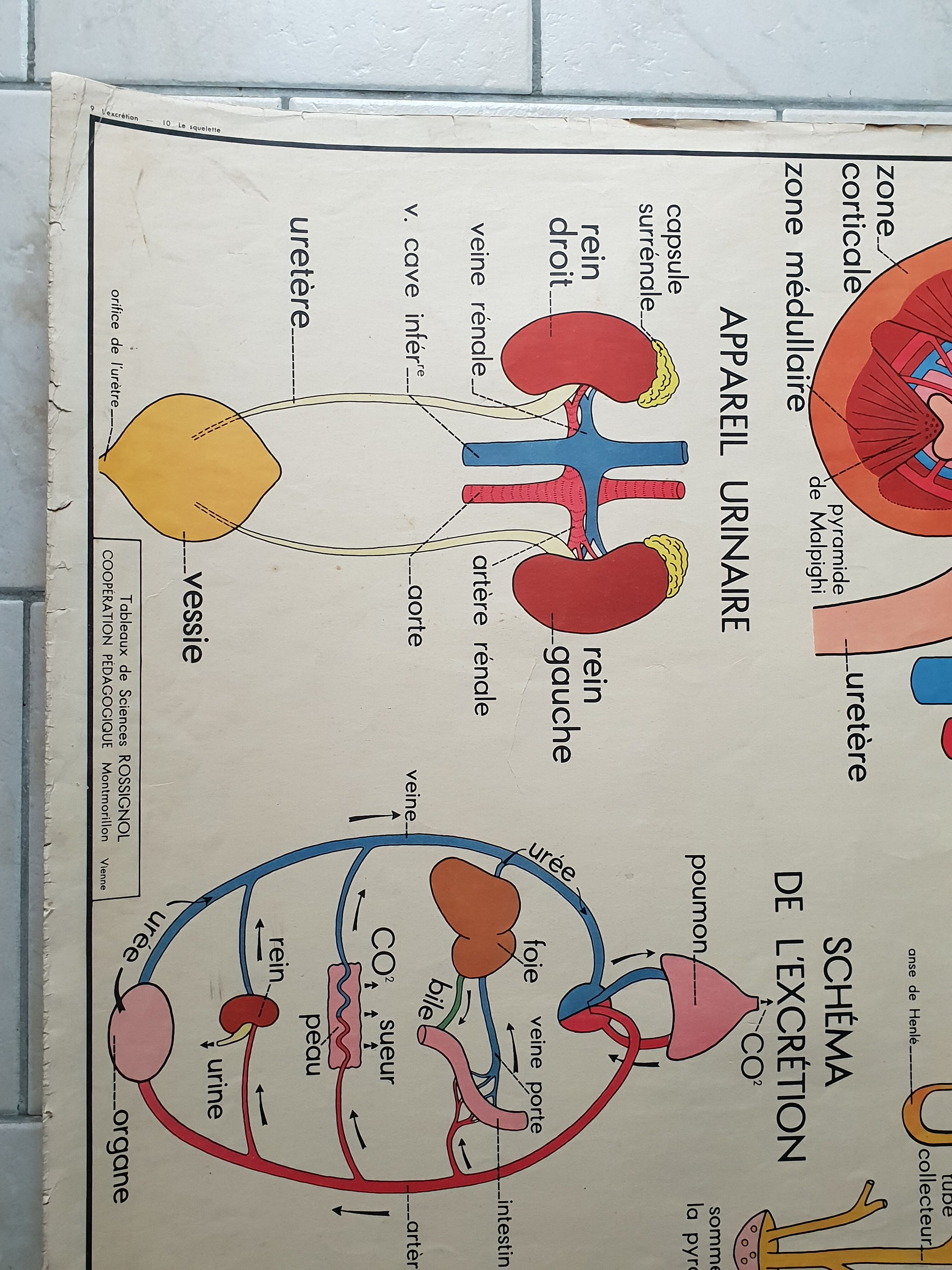School poster Nightingale No. 10 the skeleton # 9 excretion
