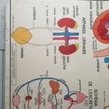 School poster Nightingale No. 10 the skeleton # 9 excretion
