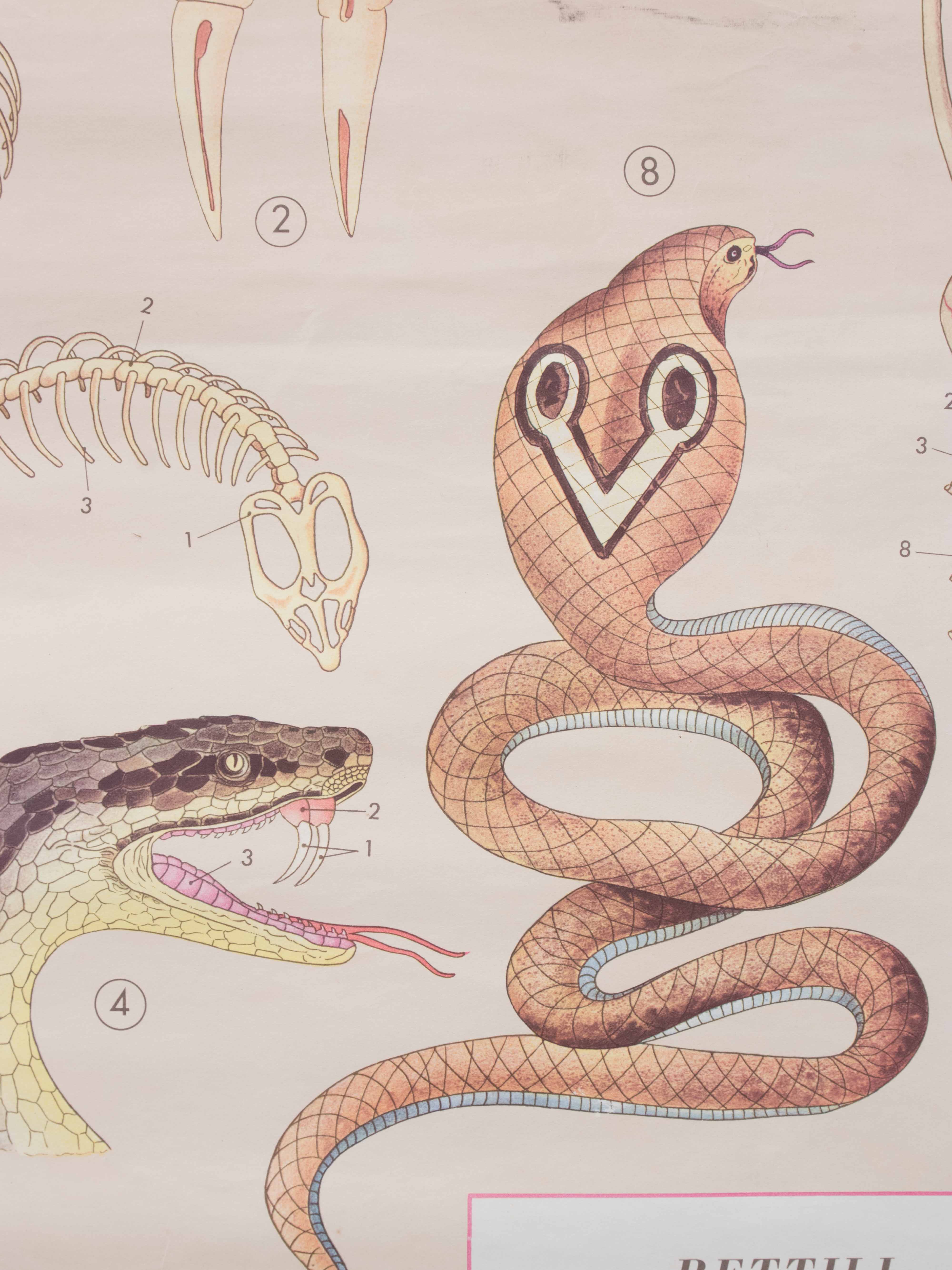 Vintage educational chart