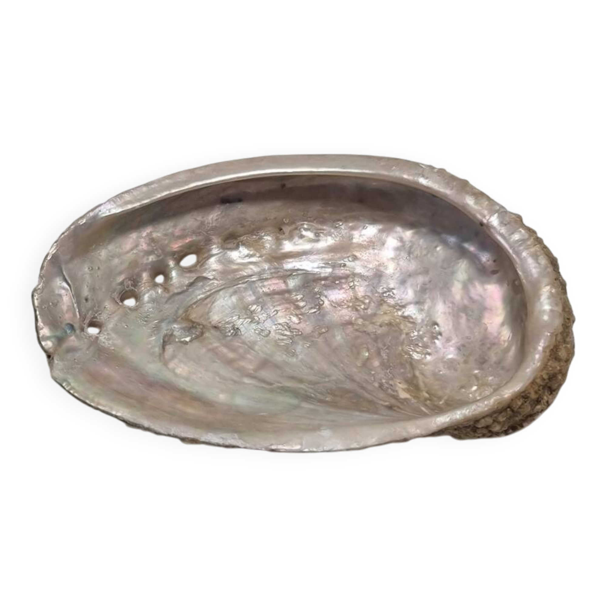 Shell-shaped catchall