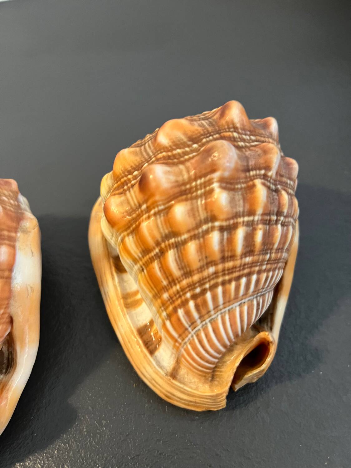 Pair of large seashells cyprae cassis rufa