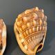 Pair of large seashells cyprae cassis rufa