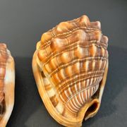 Paire gros coquillages cyprae cassis rufa