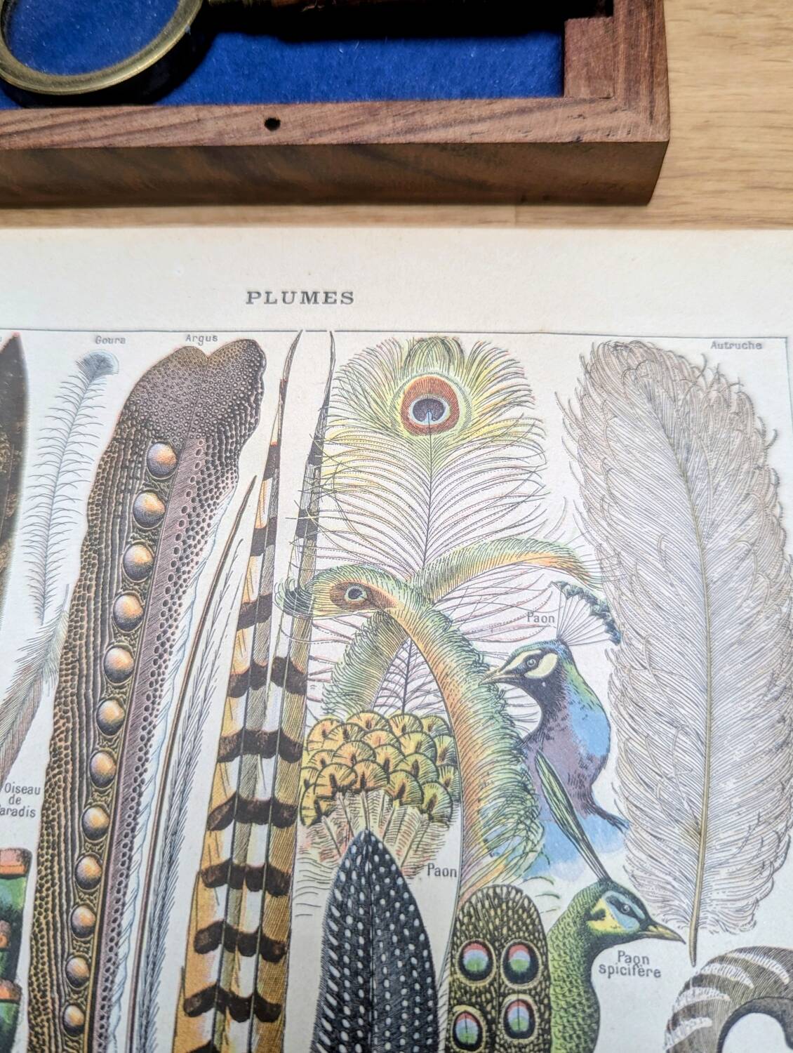 Printed in 1924, the feathers. Old naturalist illustration.