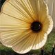 Vintage floor lamp from the 50s in metal and brass 4 flexible lights with tripod base