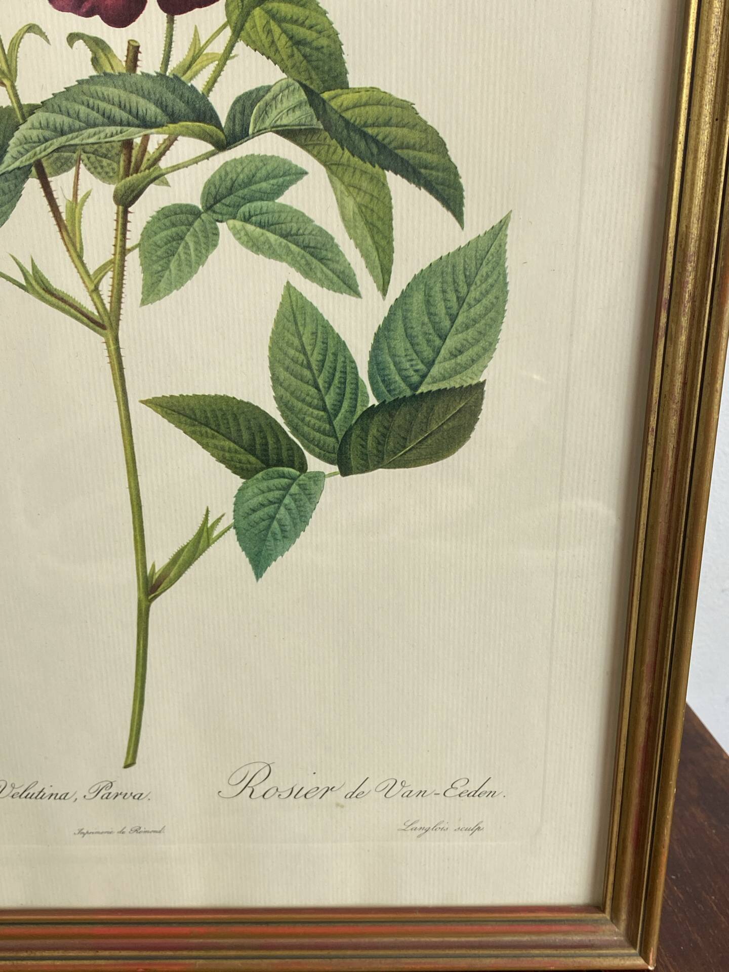 Botanical poster, Rose of Van Eden, P-J Redouté