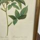 Botanical poster, Rose of Van Eden, P-J Redouté