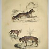 Original zoological plate of 1839 "leopard"