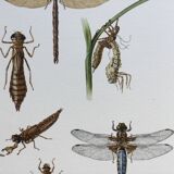 Old illustration "insects", 1960s.