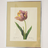 Reproduction pj redouté sous verre " tulipe cultivée"