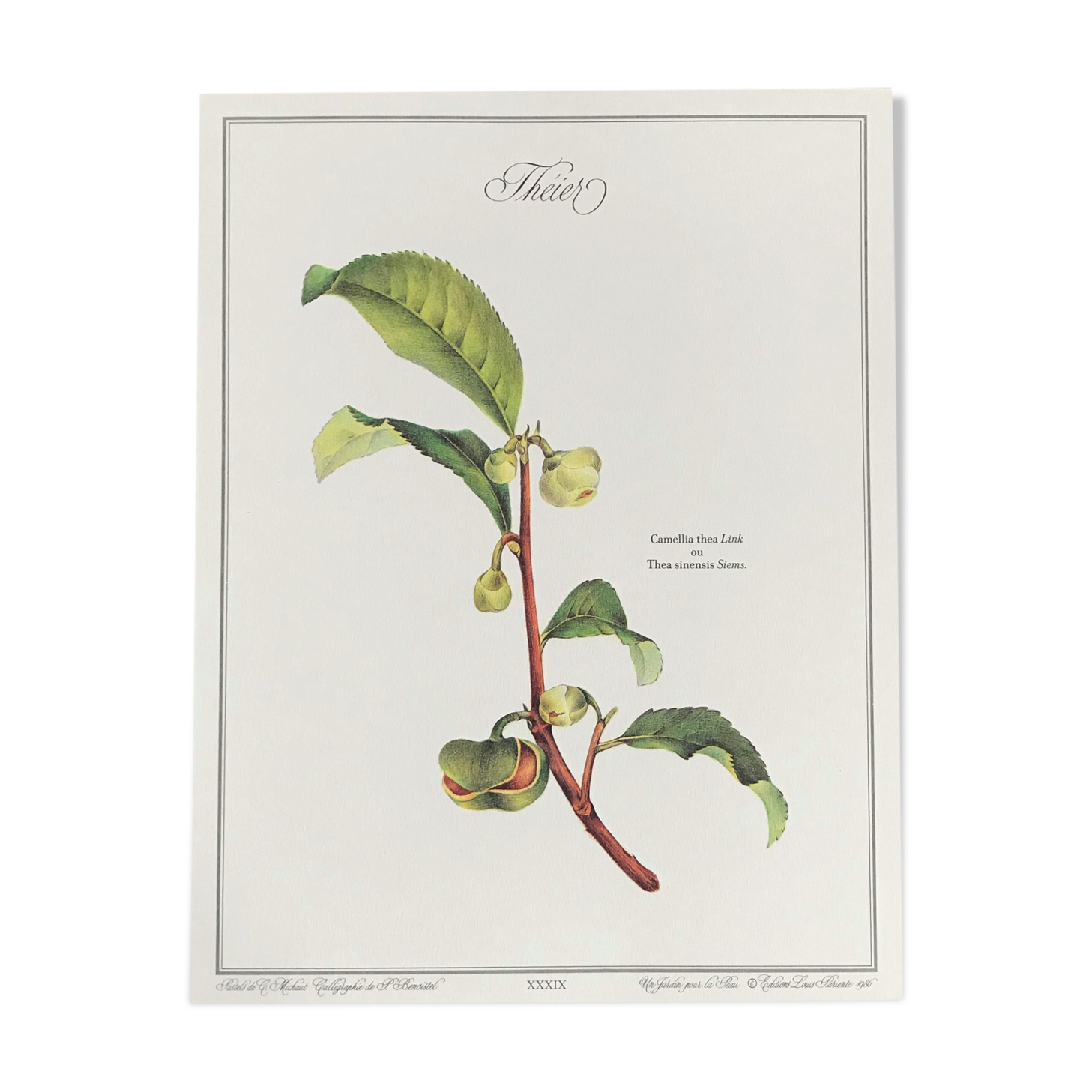 Botanical plank the tea tree