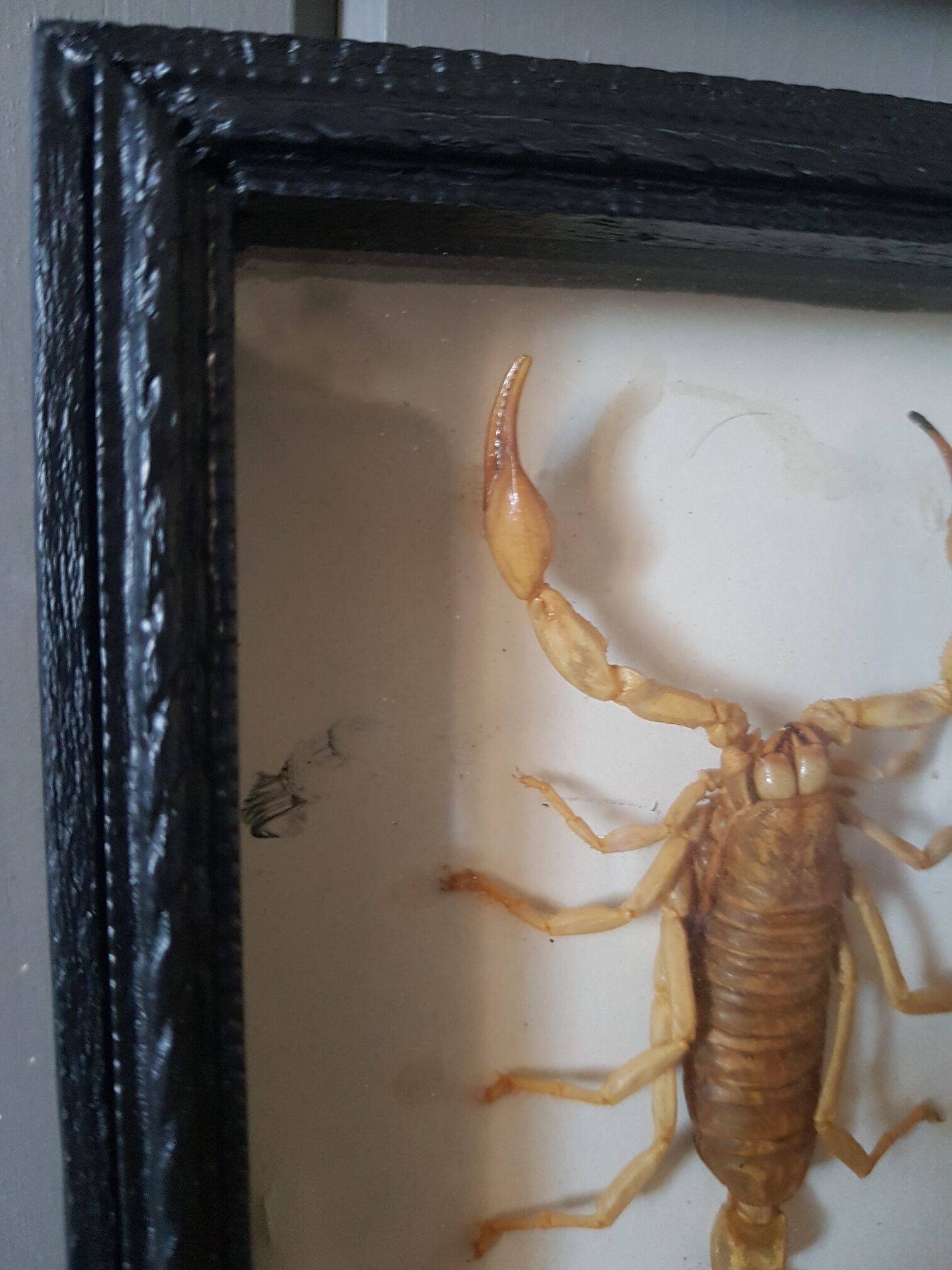 Naturalized scorpion frame under glass 1970