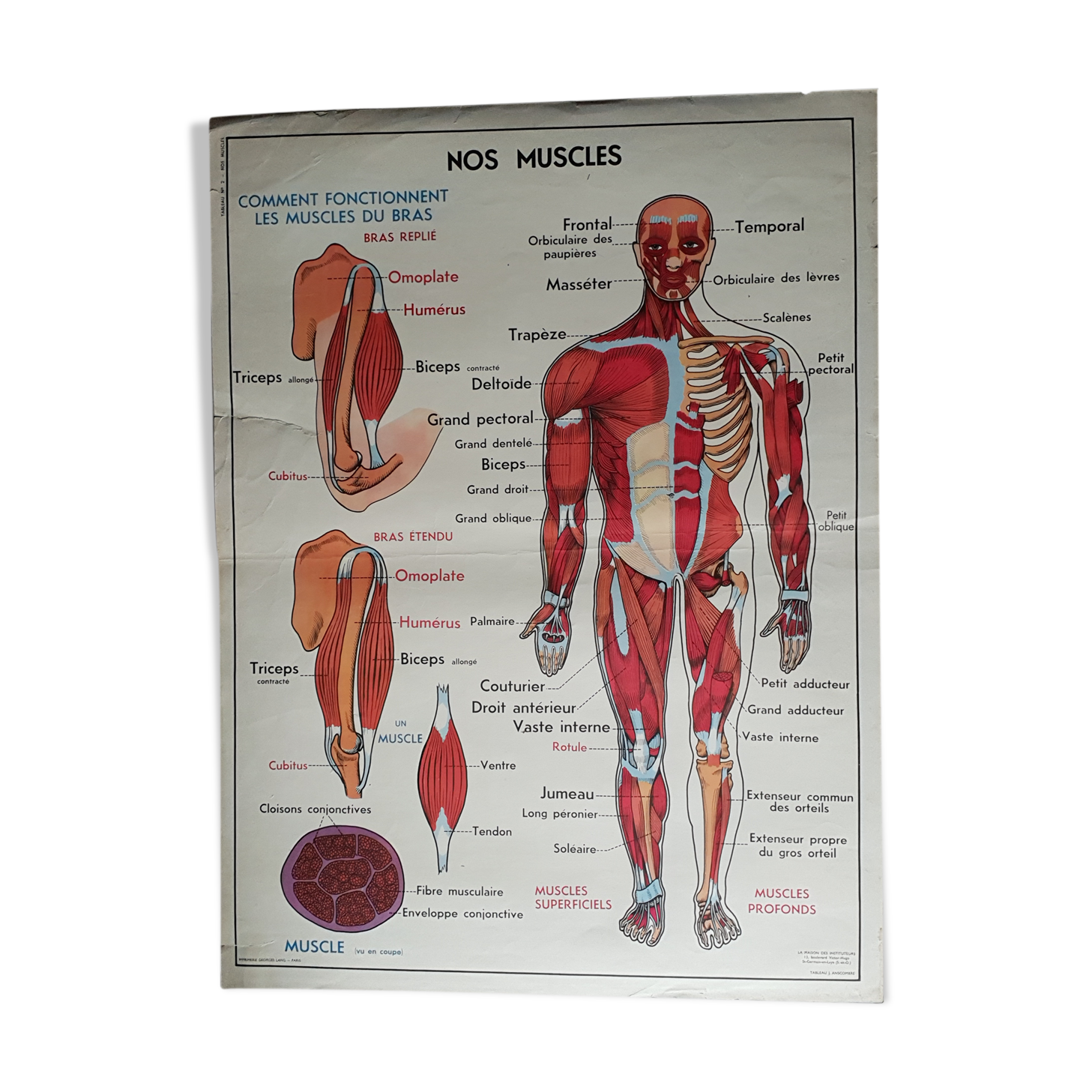 Poster school -  our muscles and human body