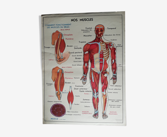 Poster School Our Muscles And Human Body Selency Poster School Our Muscles And Human Body Selency