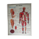 Poster school -  our muscles and human body