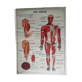 Poster school -  our muscles and human body