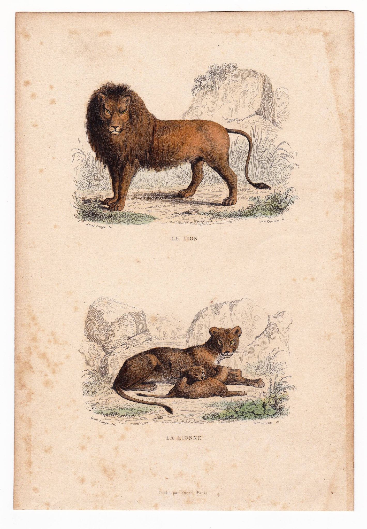 19th Century Engraving 1850 Lion Lioness Lion Cub Animals Feline