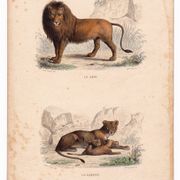 19th Century Engraving 1850 Lion Lioness Lion Cub Animals Feline